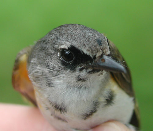 Molting adult male American Redstart