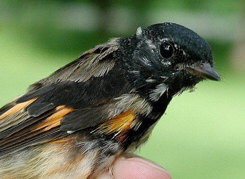 Male American Redstart in the process of molting