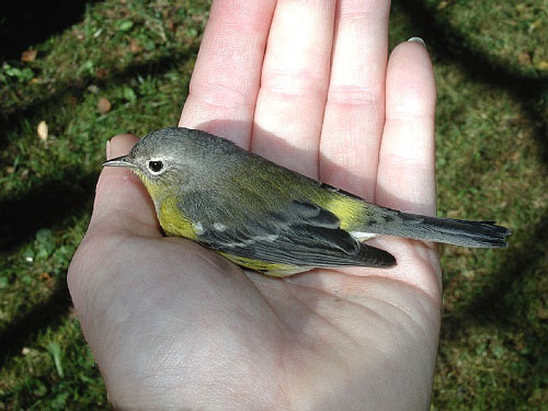 female Magnolia Warbler in a hand