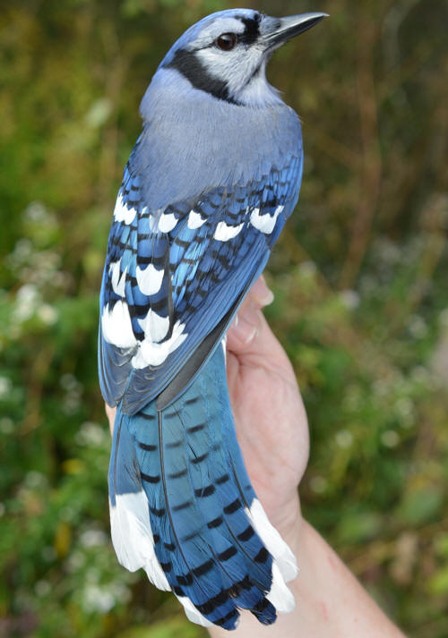 Adult Blue Jay