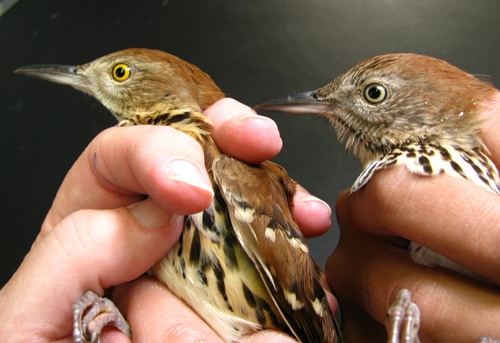 Adult Brown Thrasher and Hatching Year Brown Thrasher