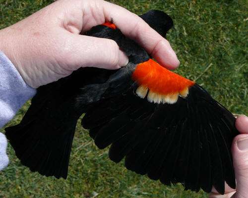 Adult Red-winged Blackbird with spread wing