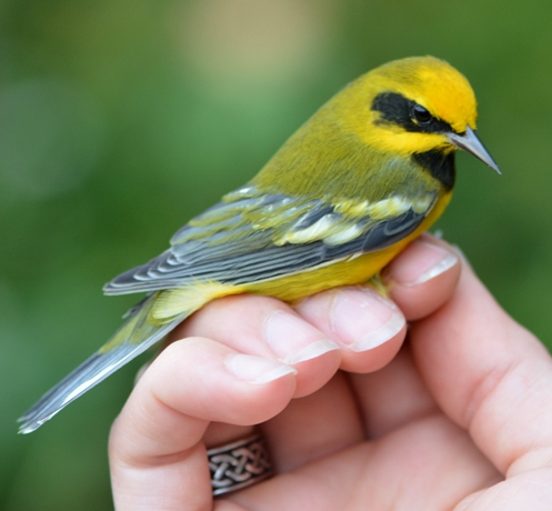 Adult male Lawrence's Warbler