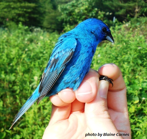 After-second-year male Indigo Bunting