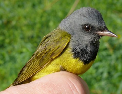 After-second-year male Mourning Warbler