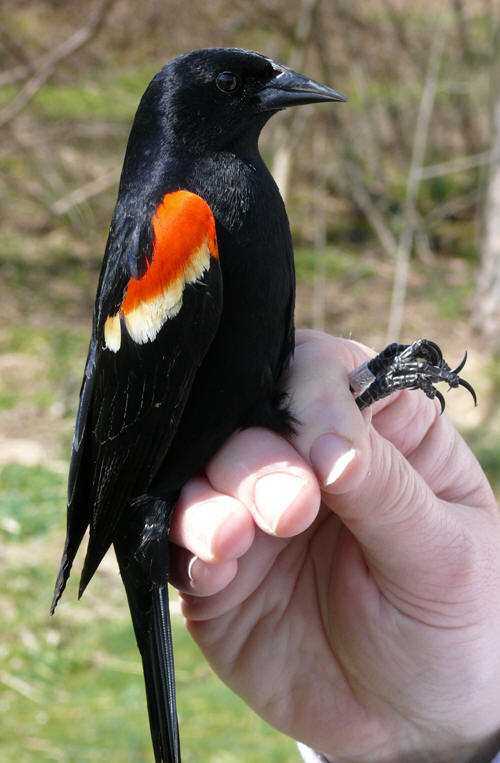 After-second-year male Red-winged Blackbird