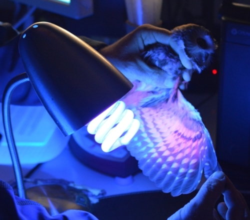 Aging a Northern Saw-whet owl with UV lighting