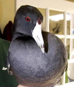 American Coot's face