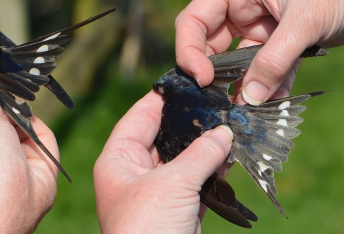 Tail feathers of a male and female Barn Swallow