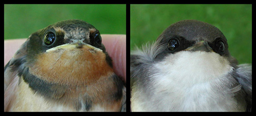 Two images, one HY Barn Swallow and one an HY Tree Swallow