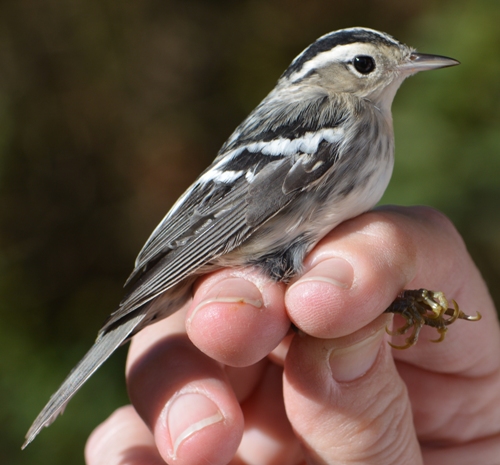 female Black-and-White Warbler