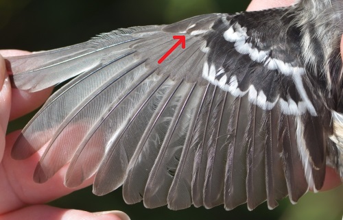 molting wing of a Black-and-White Warbler
