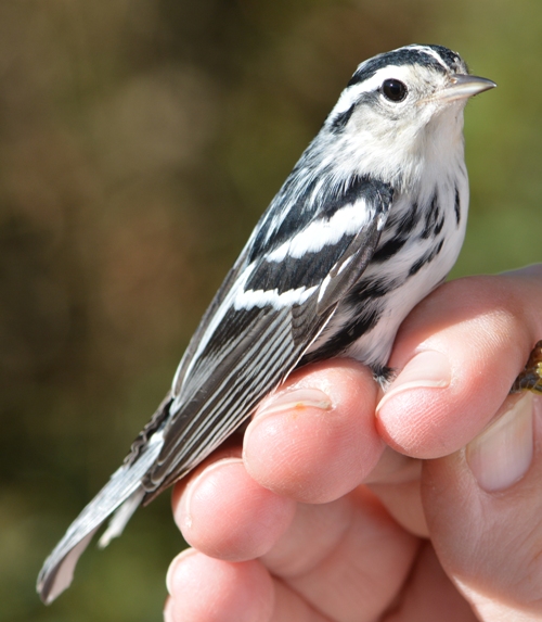 male black and white warbler