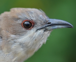 red eye of black billed cuckoo