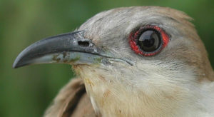 Black-billed Cuckoo looking left