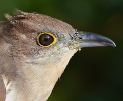 green eye of black billed cuckoo