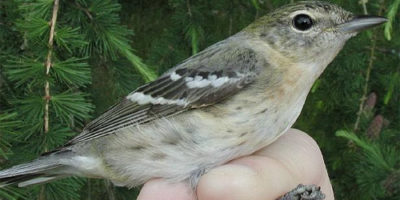 Hybrid – Possible Bay-breasted Warbler X Blackpoll Warbler
