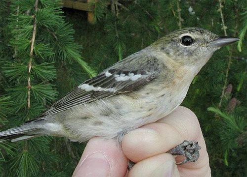 Possible Hybrid Warbler Bird from the side