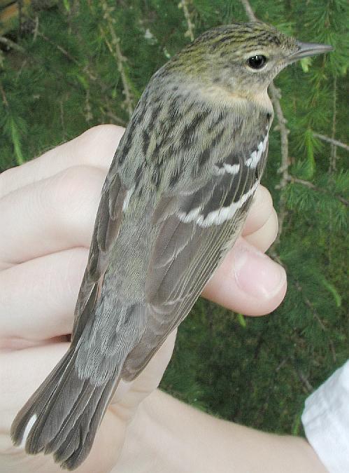 Possible Hybrid Warbler Bird from the back, brown and white stripes