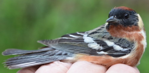 adult male Bay-breasted Warbler