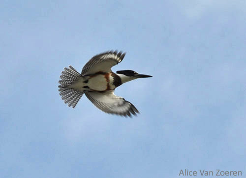Belted Kingfisher in flight
