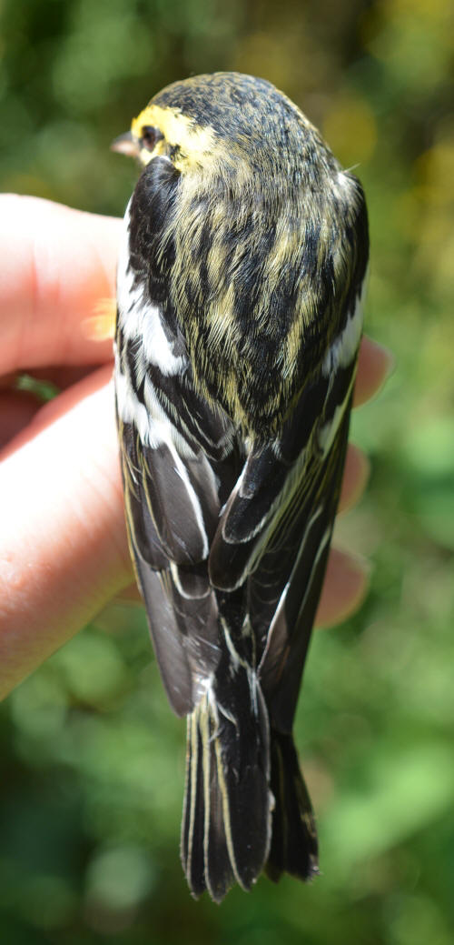 black streaking on blackburnian warbler