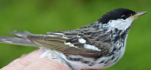 male Blackpoll Warbler