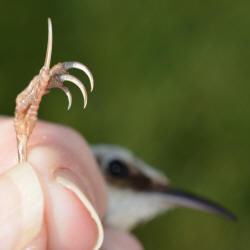 foot of a Brown Creeper