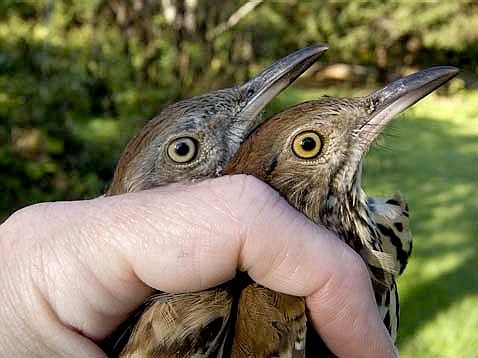 Two Brown Thrashers being held to compare eye color differences