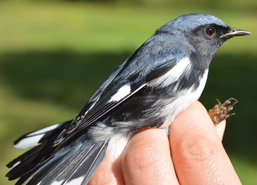 black throated blue warbler 