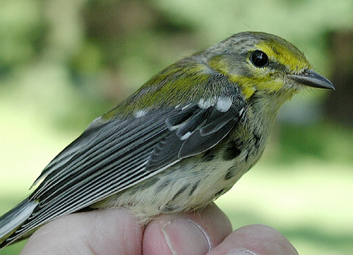 Young male Black-throated Green Warbler