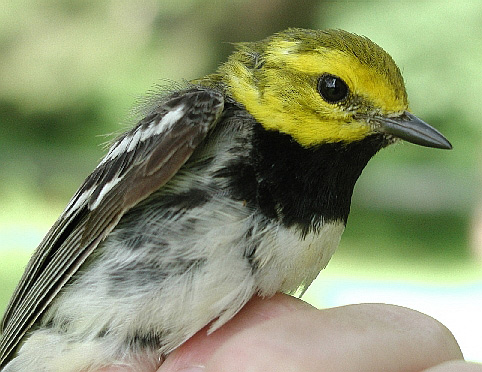 Adult male Black-throated Green Warbler