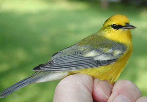 Adult male Blue-winged Warbler