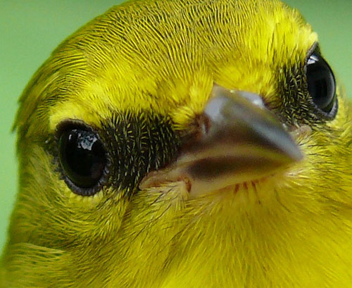 Close up of the face, female Blue-winged Warbler