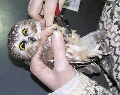Detail of a Northern Saw-whet Owl being banded