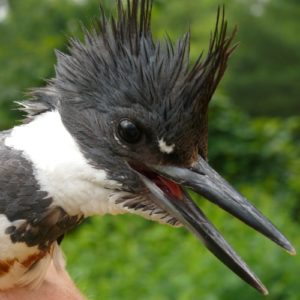 Belted Kingfisher's head