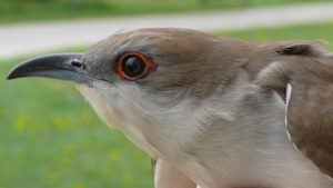 Black-billed Cuckoo's head