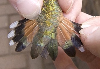 Spread tail feathers of female HY Rufous Hummingbird