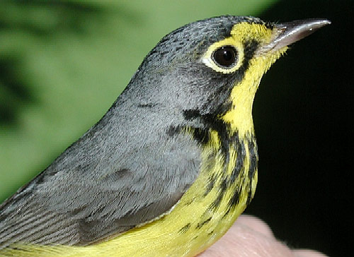 adult male Canada Warbler