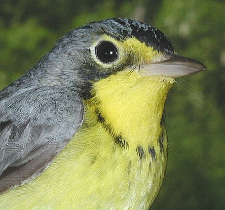 male Canada Warbler