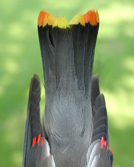 Cedar Waxwing tail close up, yellow and orange feather tips