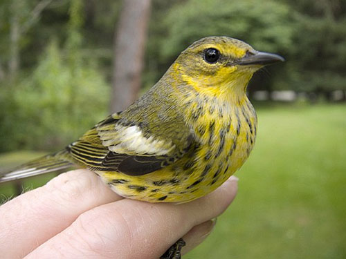 Adult male Cape May Warbler