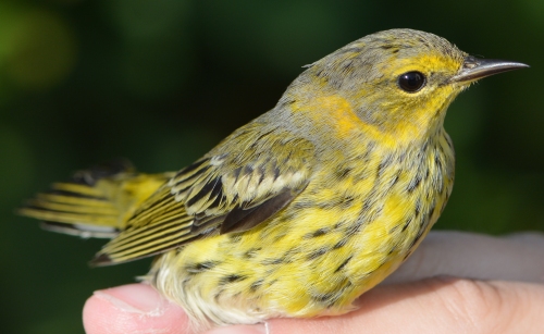 male cape may warbler