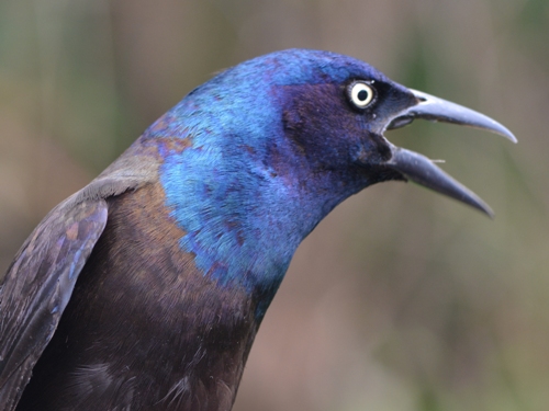 second-year Common Grackle
