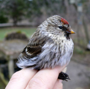 Common Redpoll