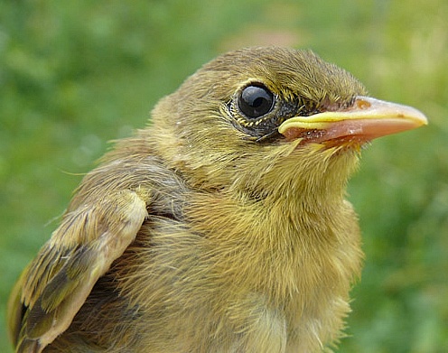 Young Common Yellowthroat