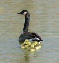 Canada Goose with Goslings in water