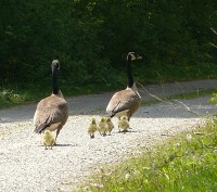 Canadian Geese with Goslings on road
