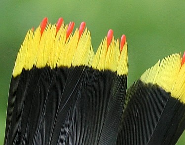 Cedar Waxwing tail, vert close up