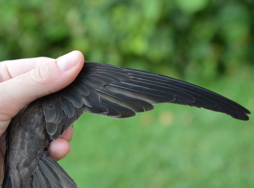 Chimney Swift's spread wing